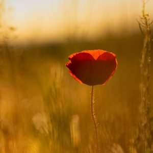 Heart Flower Meditation - For protecting your energetic boundaries